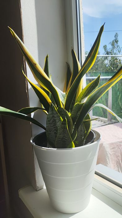 Взрослые комнатные растения