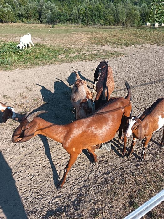 Lot de capre genetică bună.