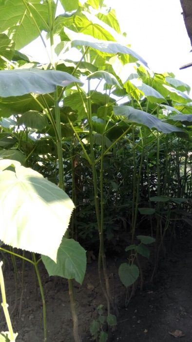 Paulownia Tomentosa, Eleongata rasad, paulonia, pawlonia