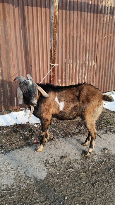 Продам козла теке