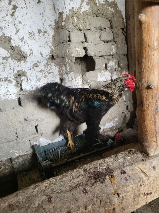 Xoʻroz sotiladi! 1yosh