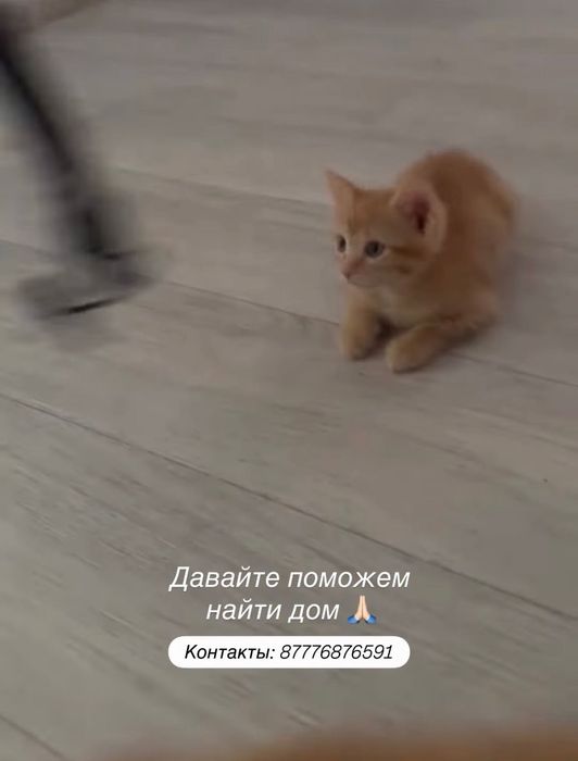 Отдам котенка в добрые руки