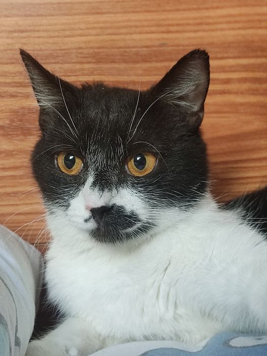 Кошечка ищет дом