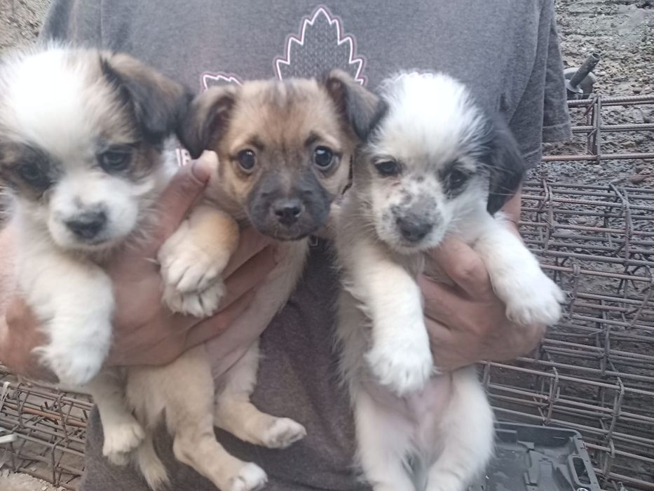 Donez  doi băieți și o fată rasă mică