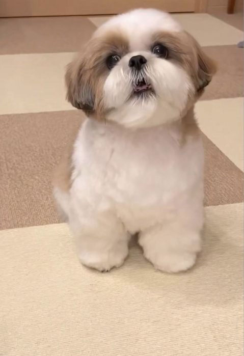 Shih Tzu Mini Toy Rasa Pura cu Pedigree