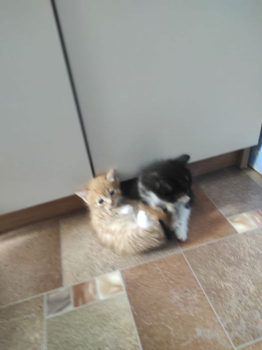 Отдам домашних котят в добрые руки