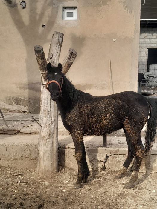 Тай саиылады парода