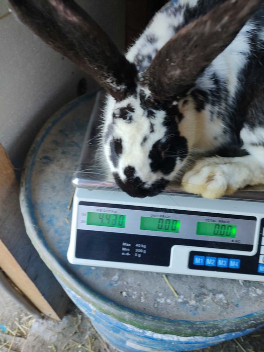 Iepuri fluture german