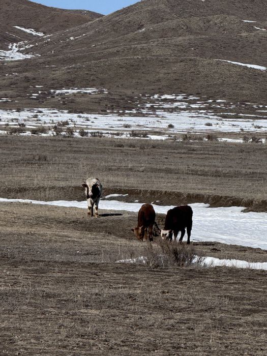 10 бас бұқа сатылады