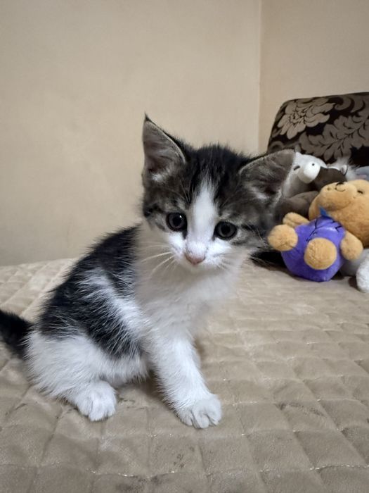 Домашние котенки