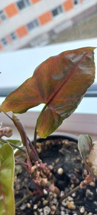 Сингониумы 2 вида