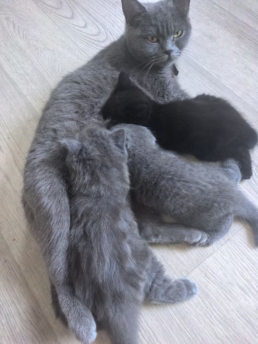 Продам котят британцы