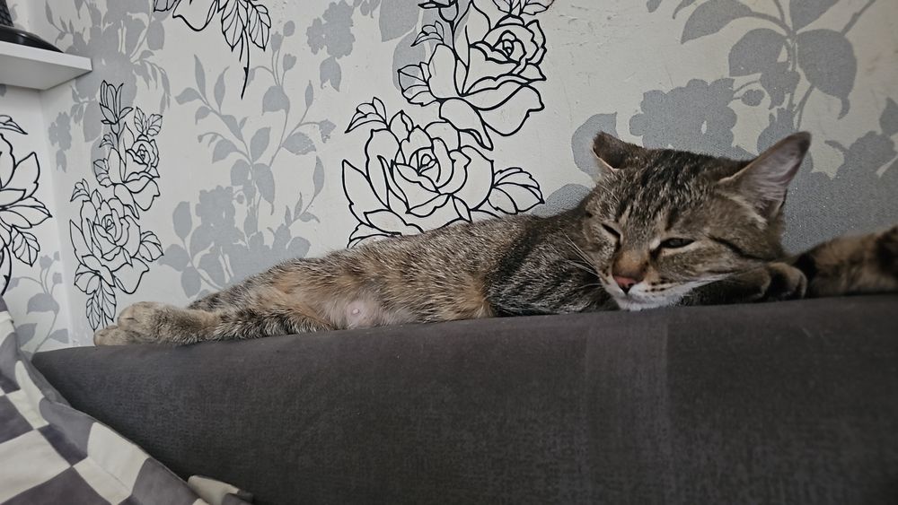 Ищем дом кошечке