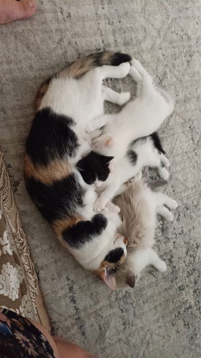 Отдам котят в добрые руки