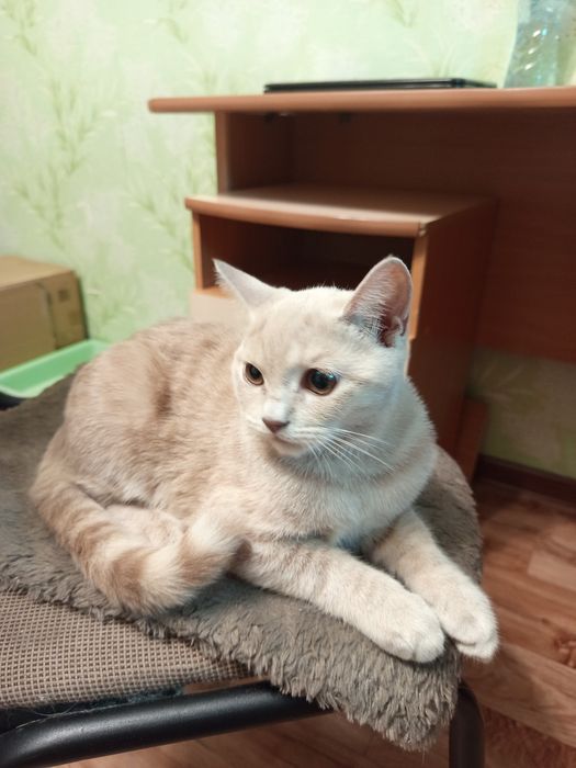 Котята шотландской породы