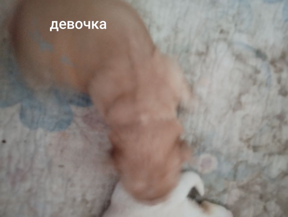 Отдам щенков помесь