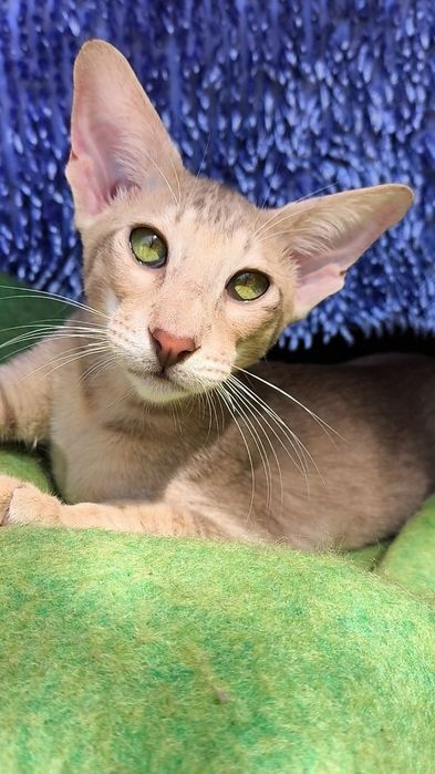 ОРИЕНТАЛЫ . Котята, Питомник