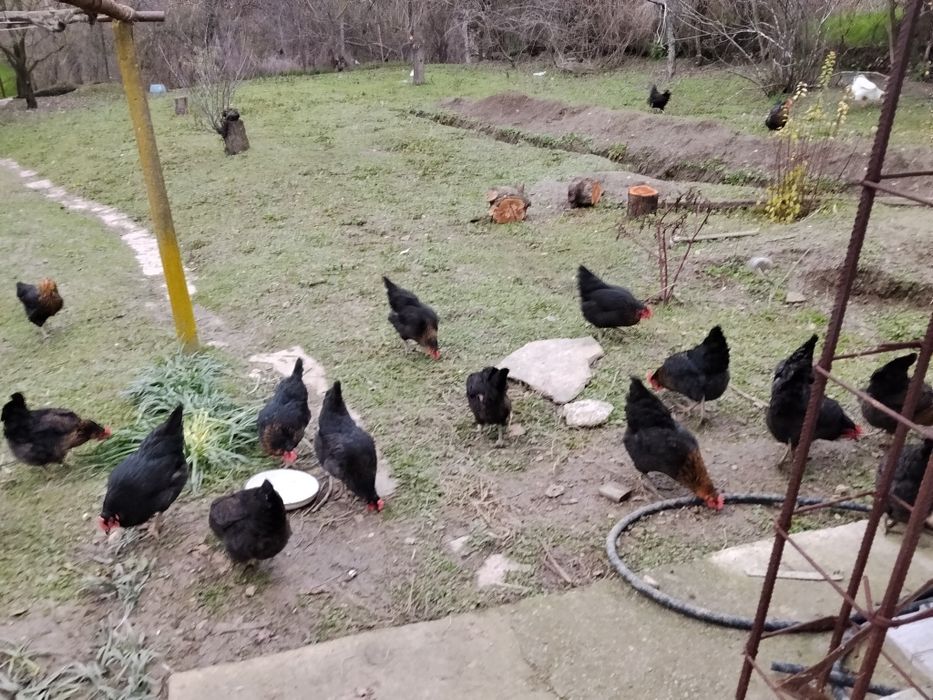 Яйца от домашни кокошки