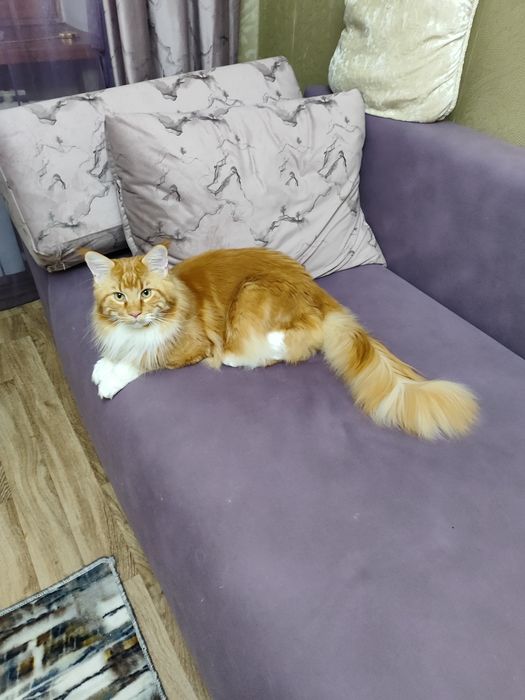 Котята мейнкун продаются