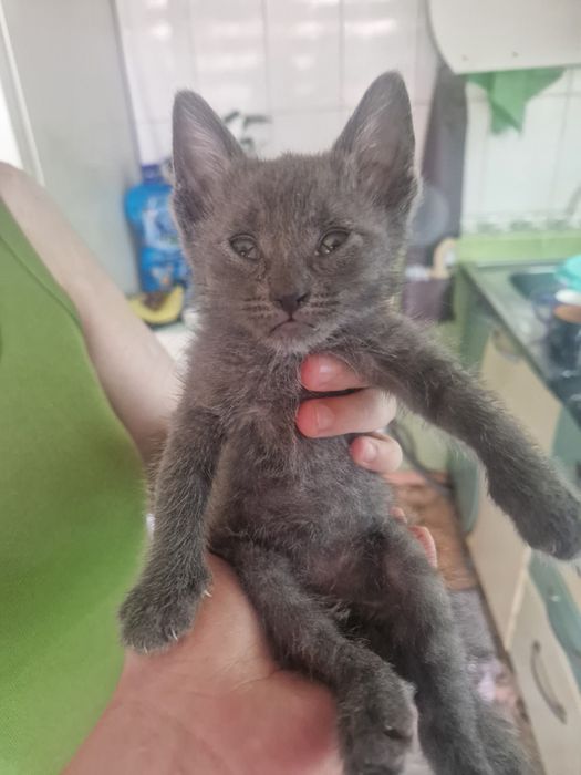 Котёнок серенький