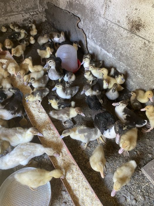 Boboci rata muta si pekin