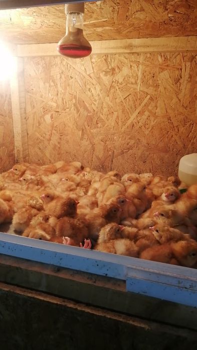 Продам суточных цыплят Ломан браун курочки  вывод 22-23 апреля