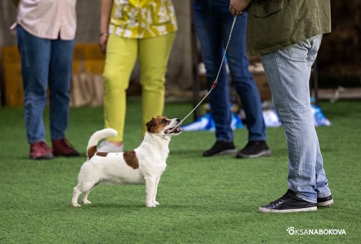 Джек Рассел терьер вязка