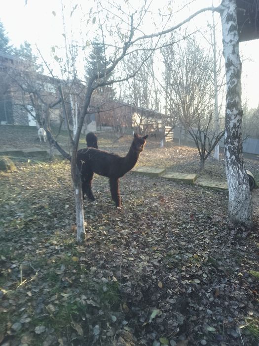 Vând lama Alpaca