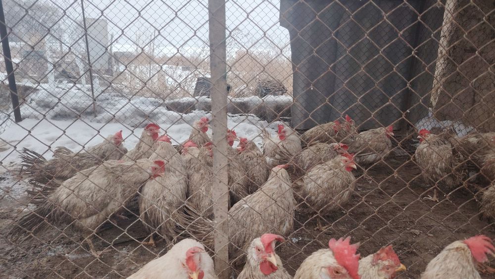 Продам несушек,  птицефабрикавские.