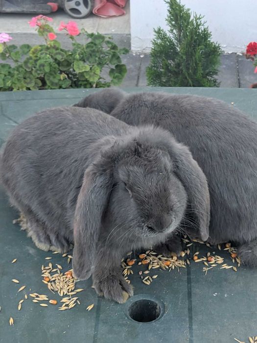 Iepuri de casă disponibili