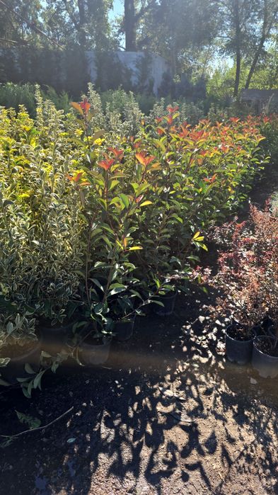 Photinia diferite forme si dimensiuni