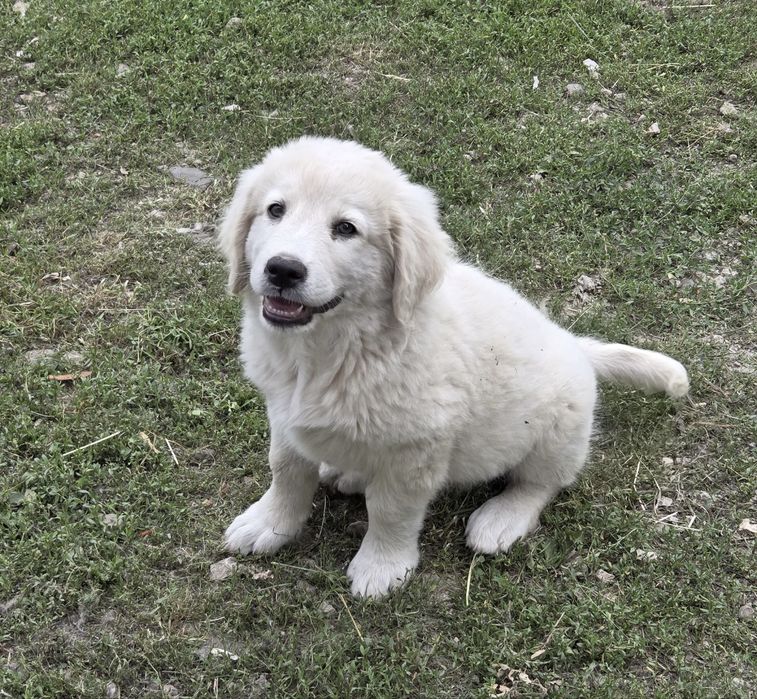 Căței (femele) Golden Retriever x Ciobănesc Caucazian