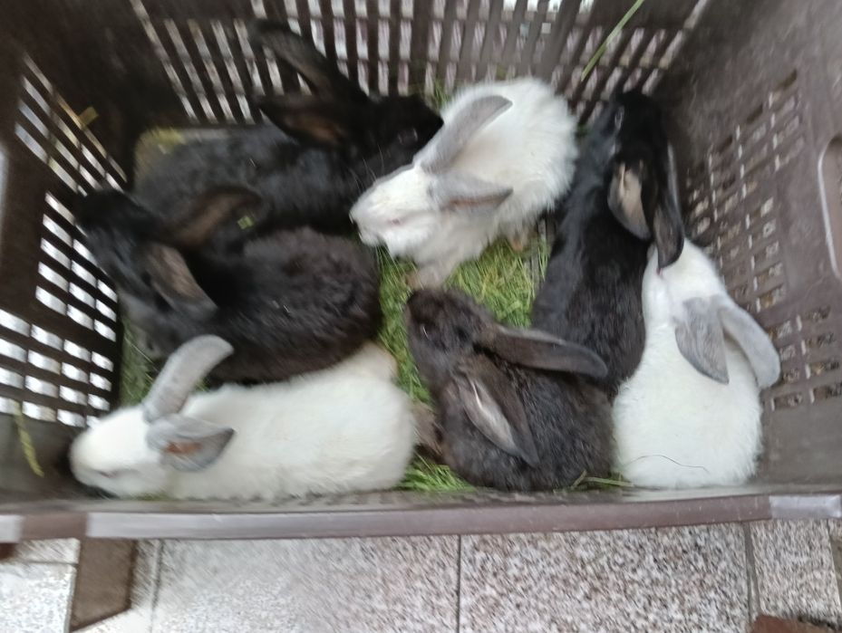 Iepuraș de vânzare