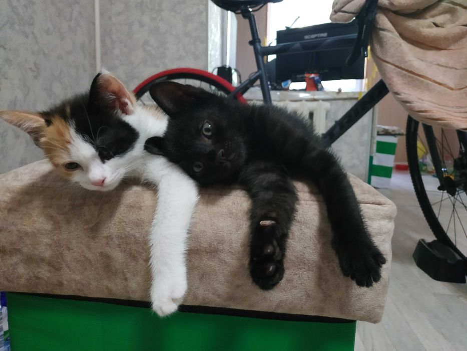 отдам котят в заботливые руки
