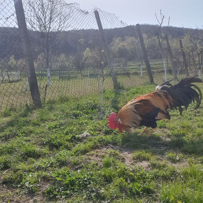 Cocoși de vânzare!