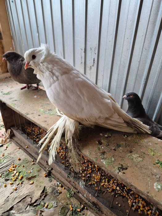 Mascul urias maghiar