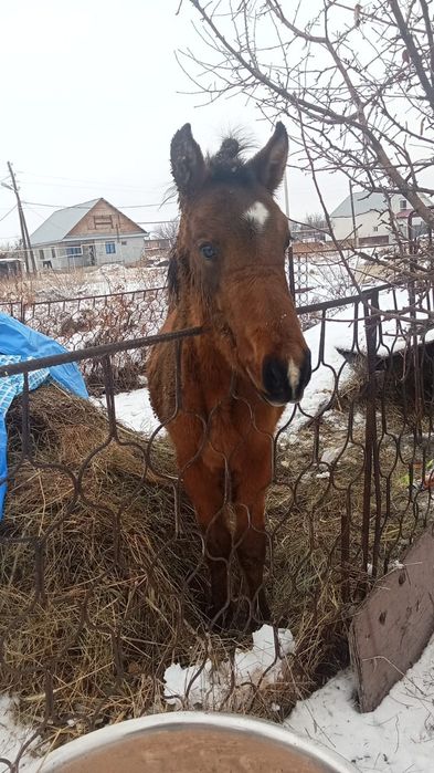 Продается лошадь