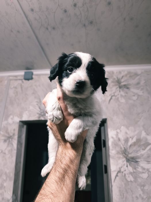 Отдаем щенков помесь со Спаниэлем