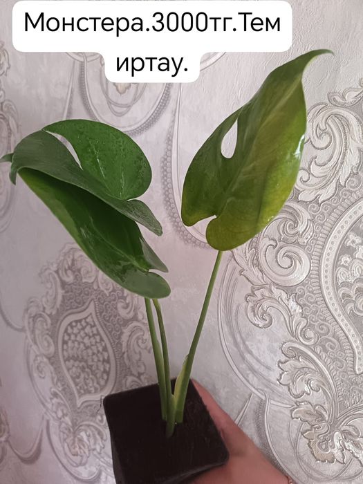 Продам комнатные цветы