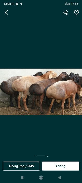 Qoylar sotiladi aqiqaga