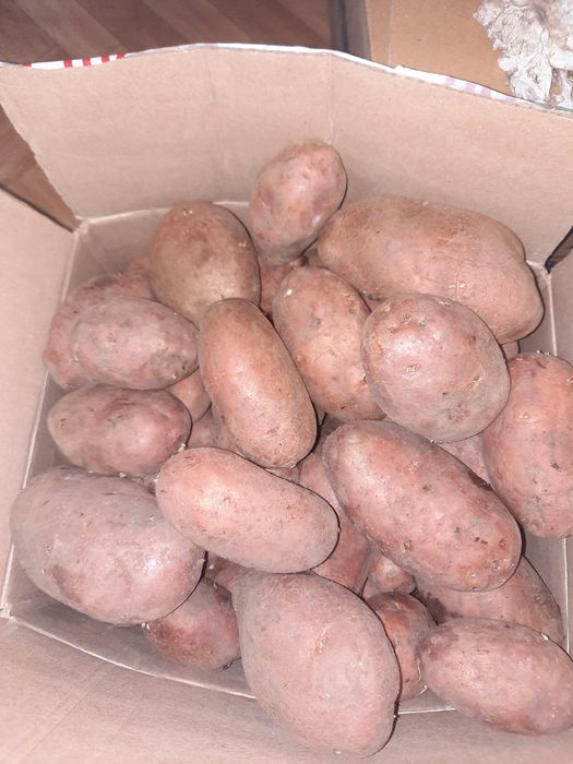 Продаю картофель дачный.