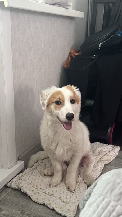 Малыш ищет свой дом