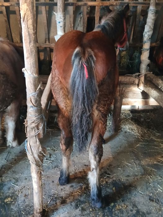 Vand 2 manze de 6 si 7 luni