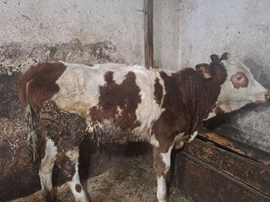 Vand o vitica angus si una baltata