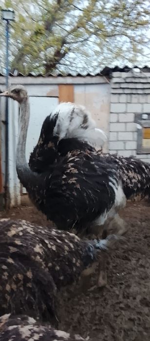 Страус Түйеқұс бағасы 350 мың