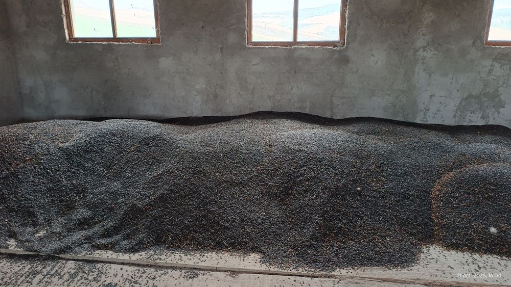 Floarea Soarelui! Sau ulei presat la rece,pe comandă!