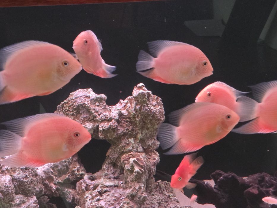 Северум красноточечный