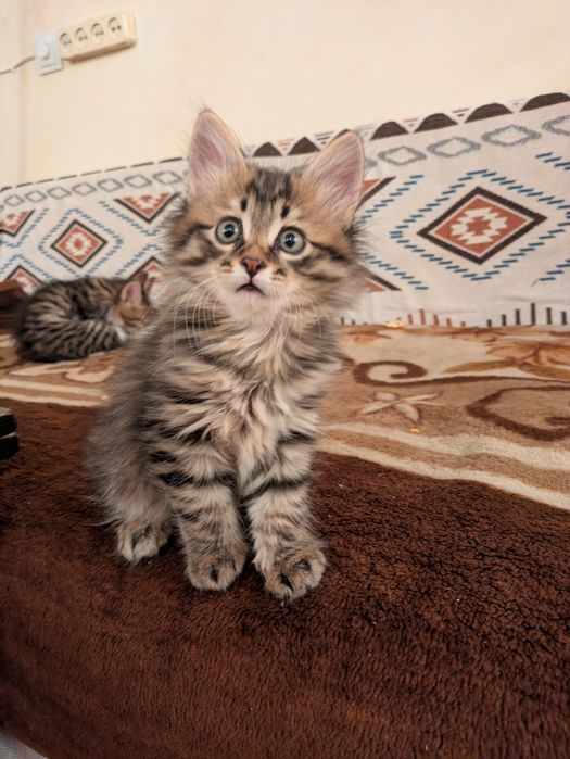 Котенок -рысенок. Курильский бобтейл. Аа