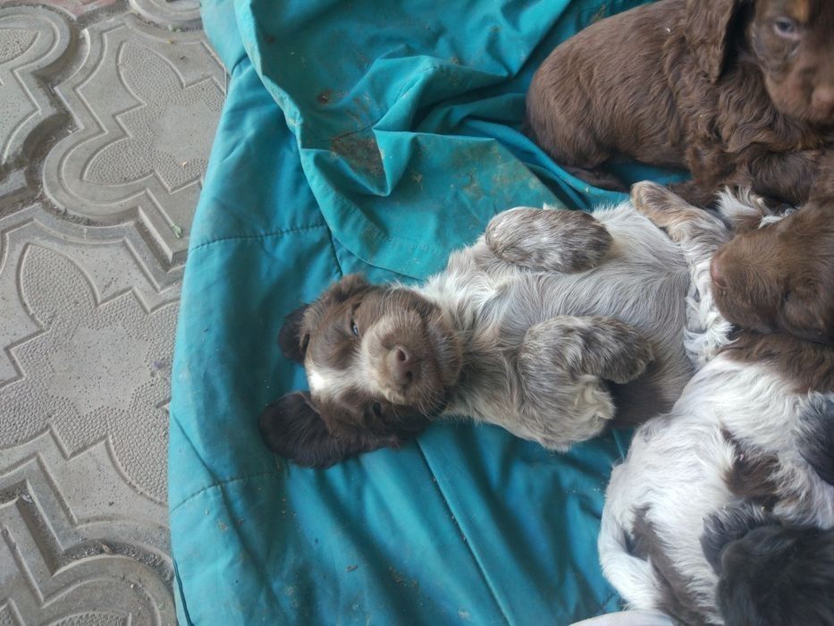 Продам щенков спаниель