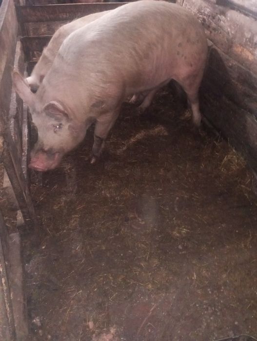 Продам отличного хряка